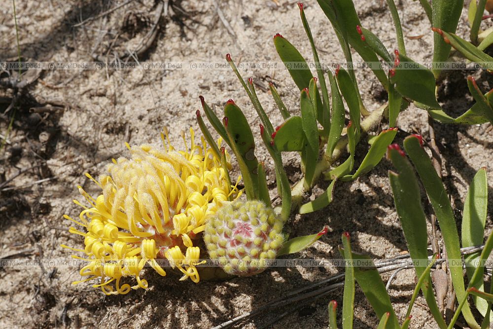 Leucospermum hypophyllocarpodendron subsp. hypophyllocarpodendron Green Snakestem Pincushion