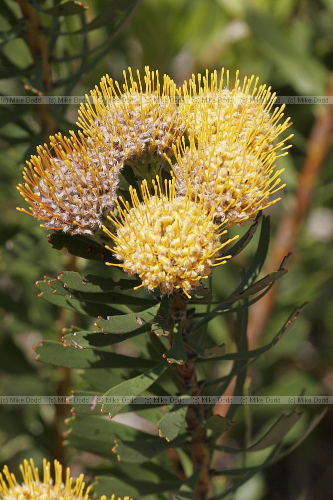 Leucospermum muirii