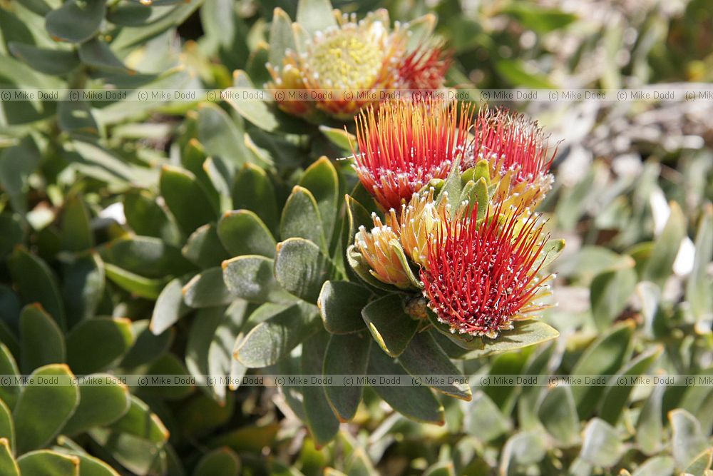 Leucospermum oleifolium Tufted Pincushion