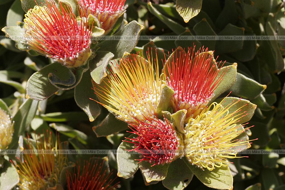 Leucospermum oleifolium Tufted pincushion