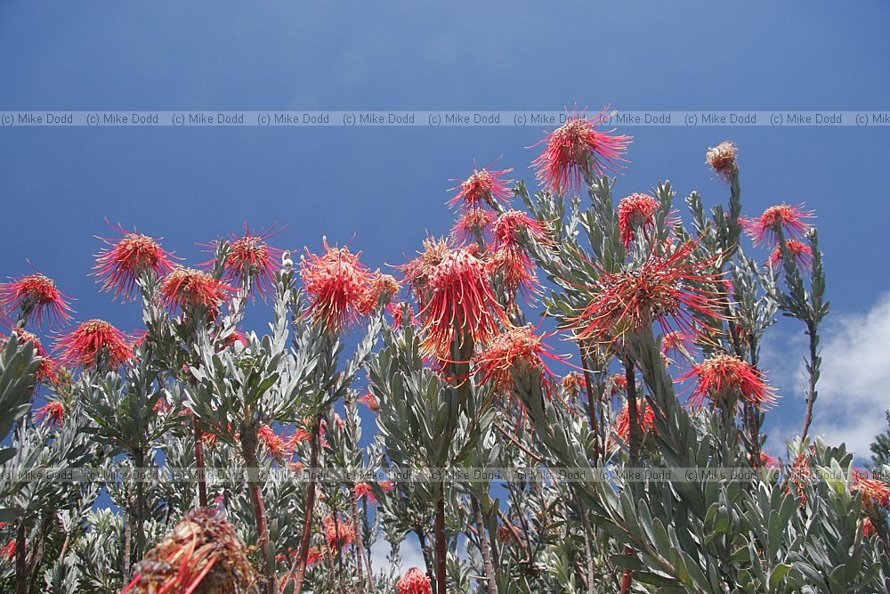 Leucospermum reflexum Rocket Pincushion