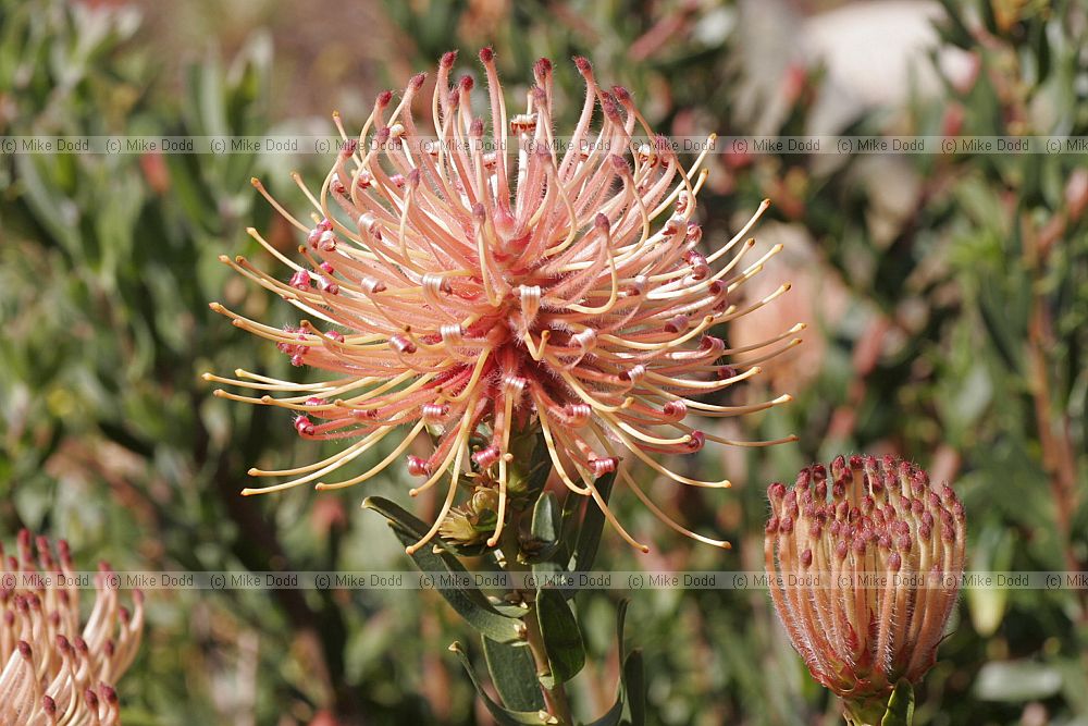 Leucospermum tottum