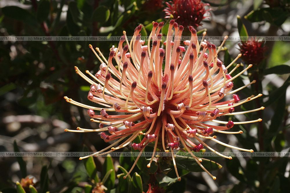 Leucospermum tottum