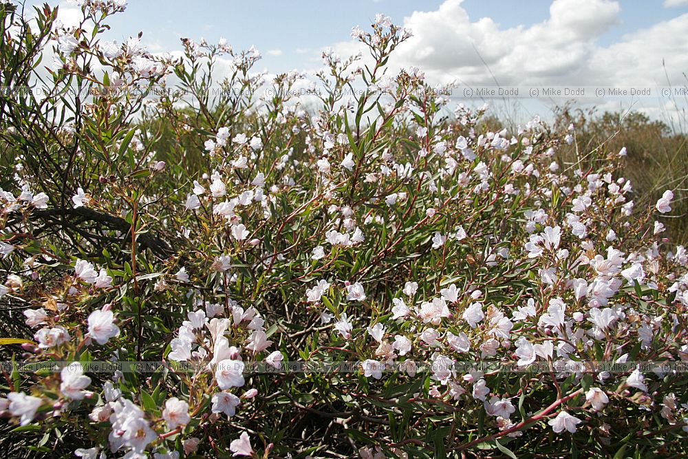 Lobostemnon glaucophyllus Smooth-leaved bush bugloss