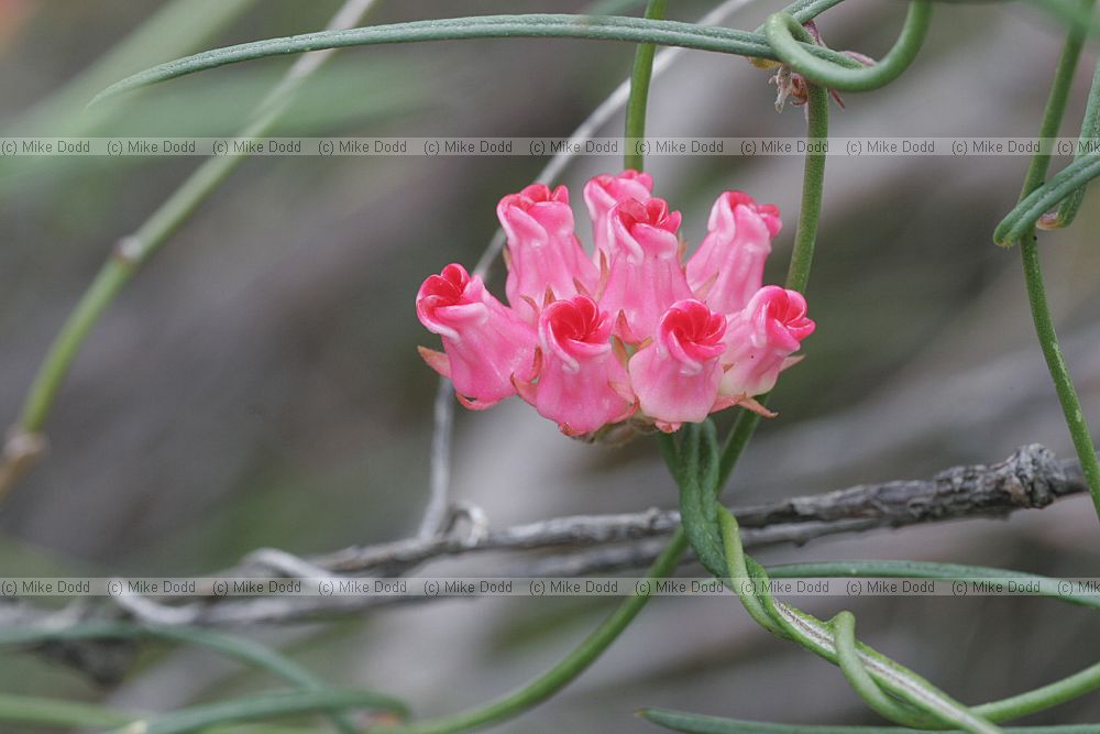 Microloma tenuifolium Fairy pitcher