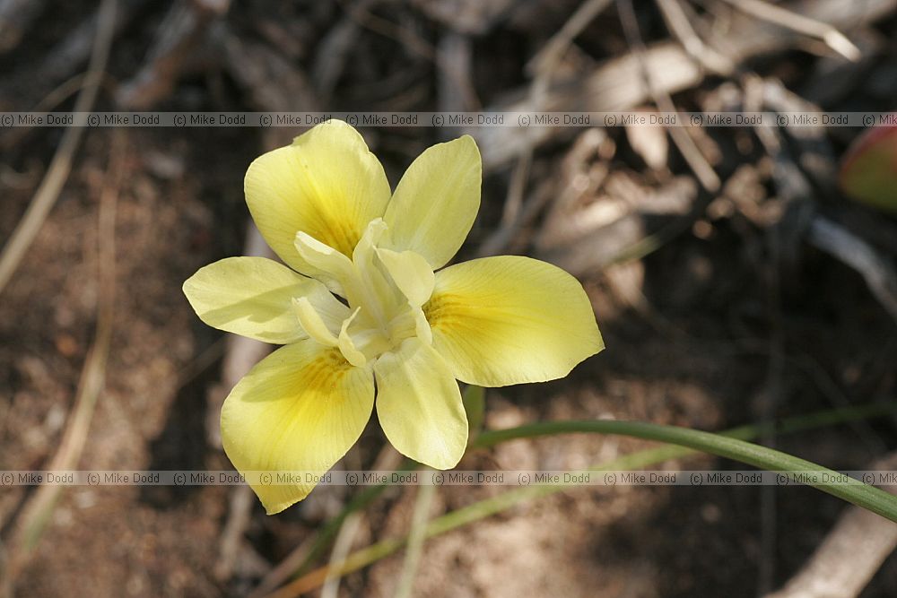 Moraea fugax (check)