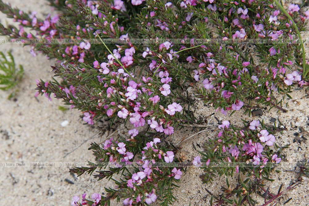 Muraltia heisteria Spiny purple gorse