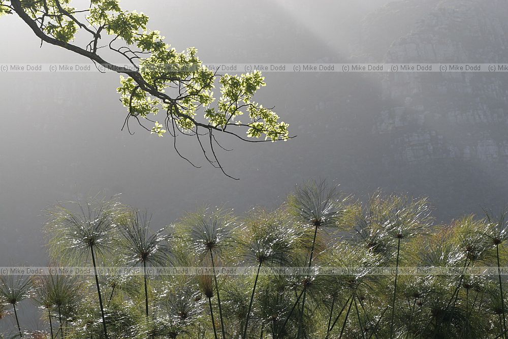 Oak tree branch and Papyrus (Cyperus papyrus) against the light with table mountain in background