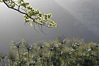 Oak tree branch and Papyrus (Cyperus papyrus) against the light with table mountain in background