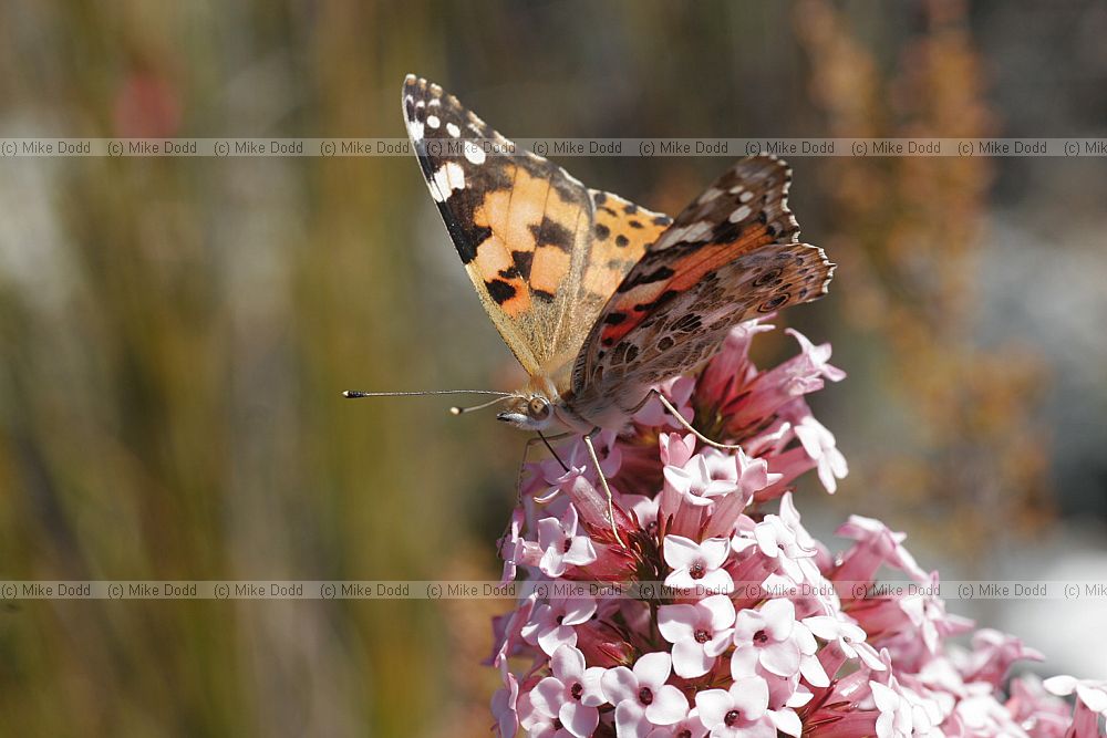 Painted lady Vanessa cardui