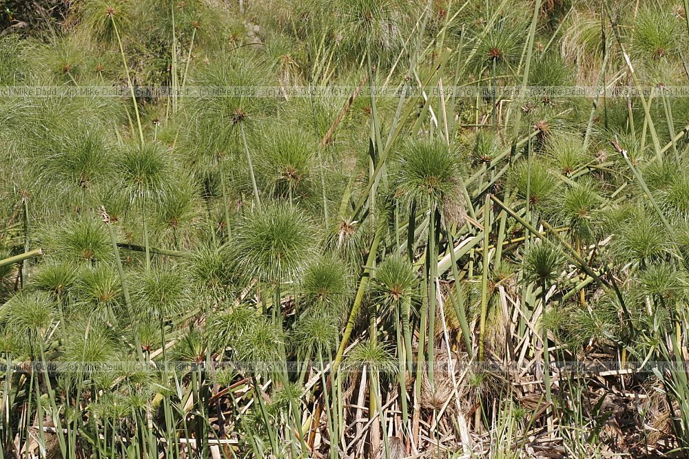 Papyrus (Cyperus papyrus)