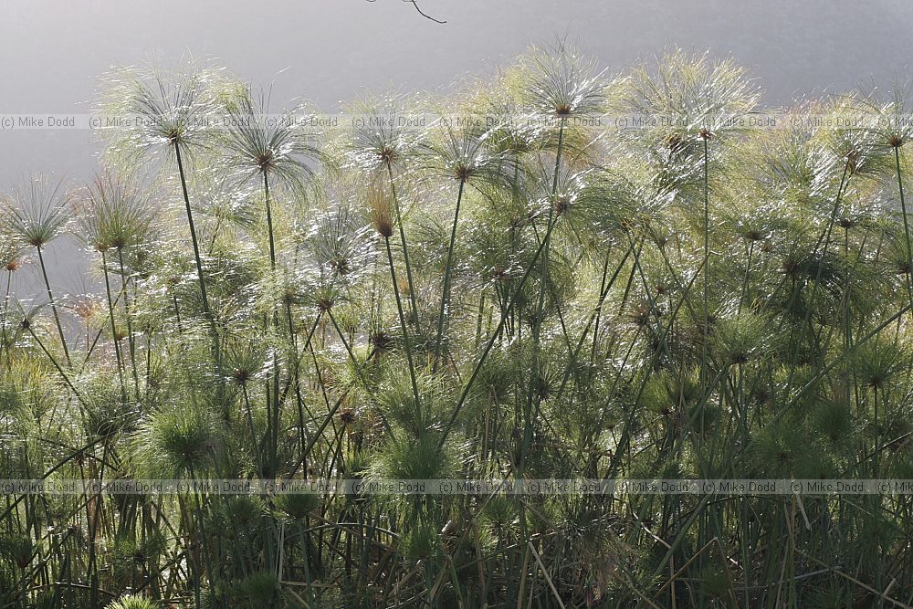 Papyrus (Cyperus papyrus) against the light