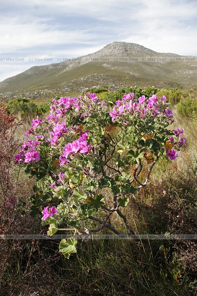 Pelargonium cucullatum Cape Mallow