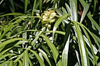 Podocarpus henkelii Henkel's yellowwood