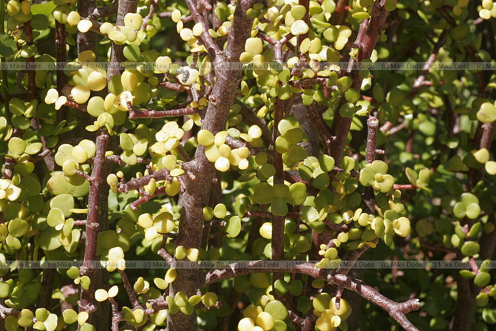 Portulacaria afra Elephant's food