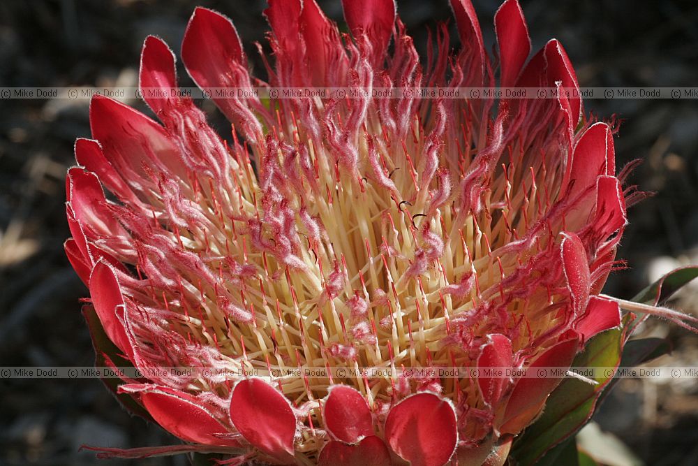 Protea 'Cardinal'