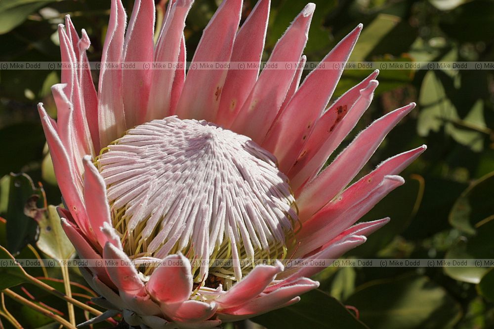 Protea cynaroides King Protea