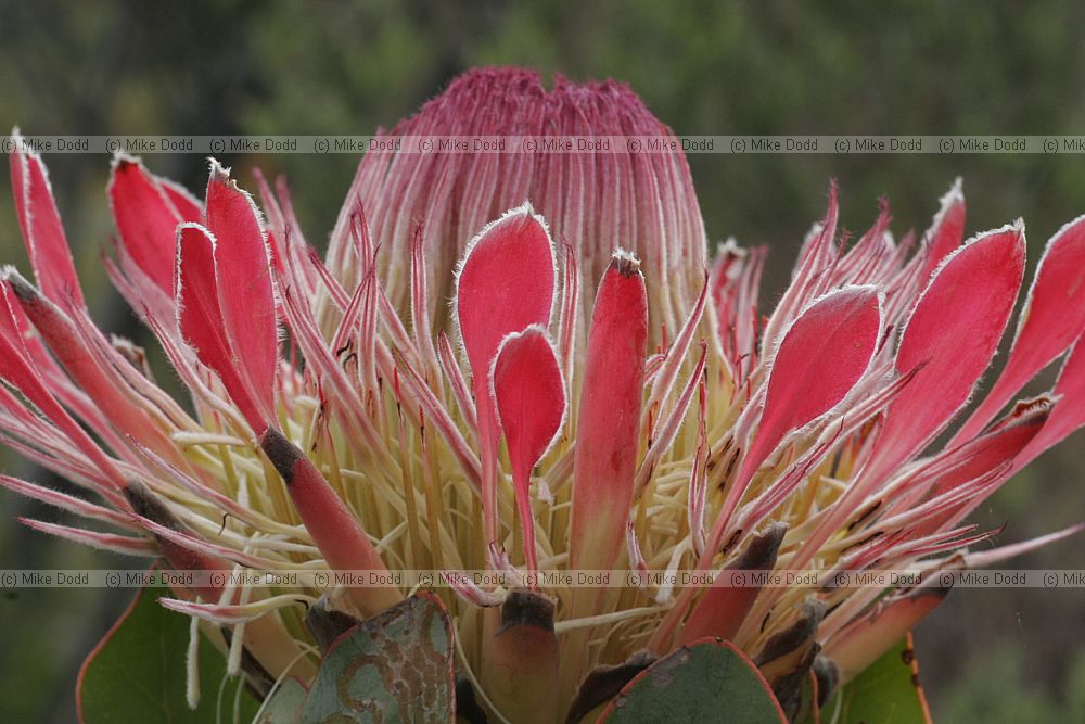 Protea eximia Broad-leaved sugarbush