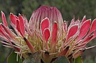 Protea eximia Broad-leaved sugarbush