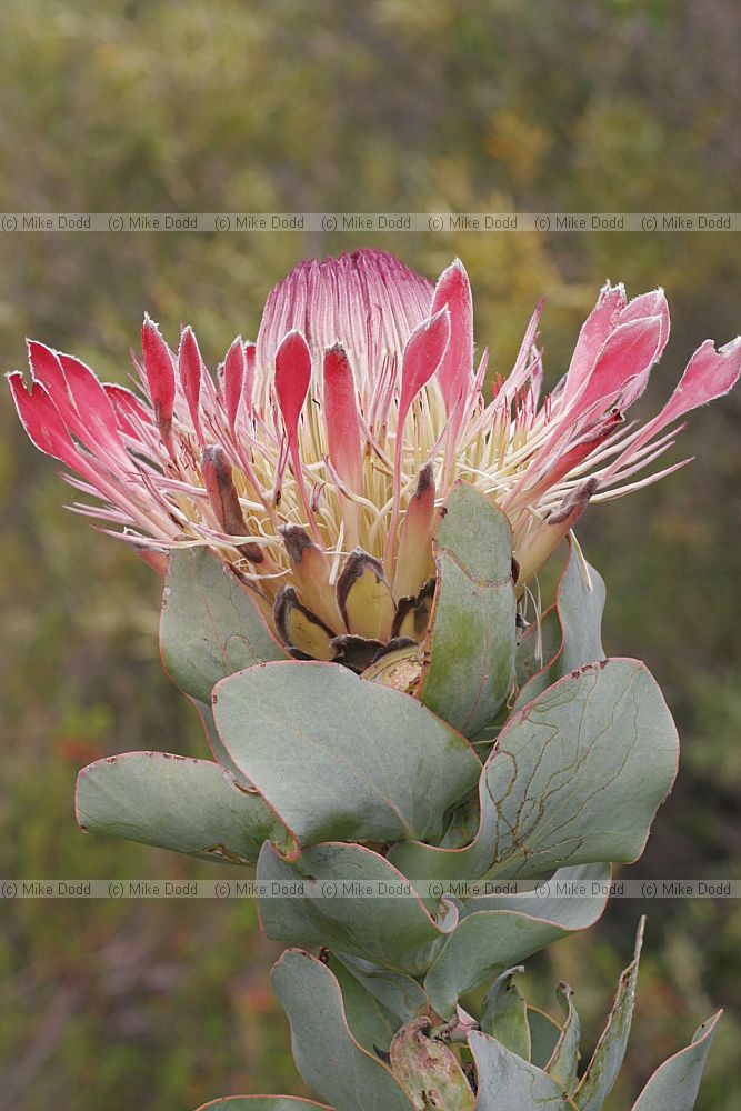 Protea eximia Broad-leaved sugarbush