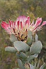 Protea eximia Broad-leaved sugarbush