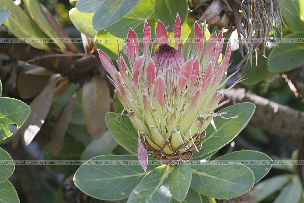 Protea roupelliae