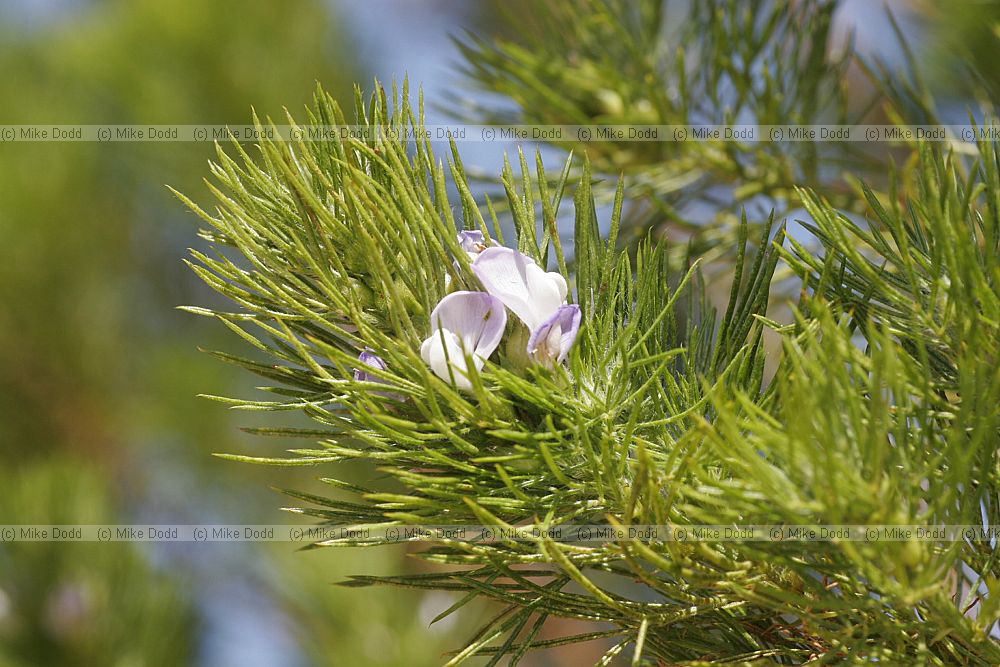 Psoralea pinnata Fountain bush