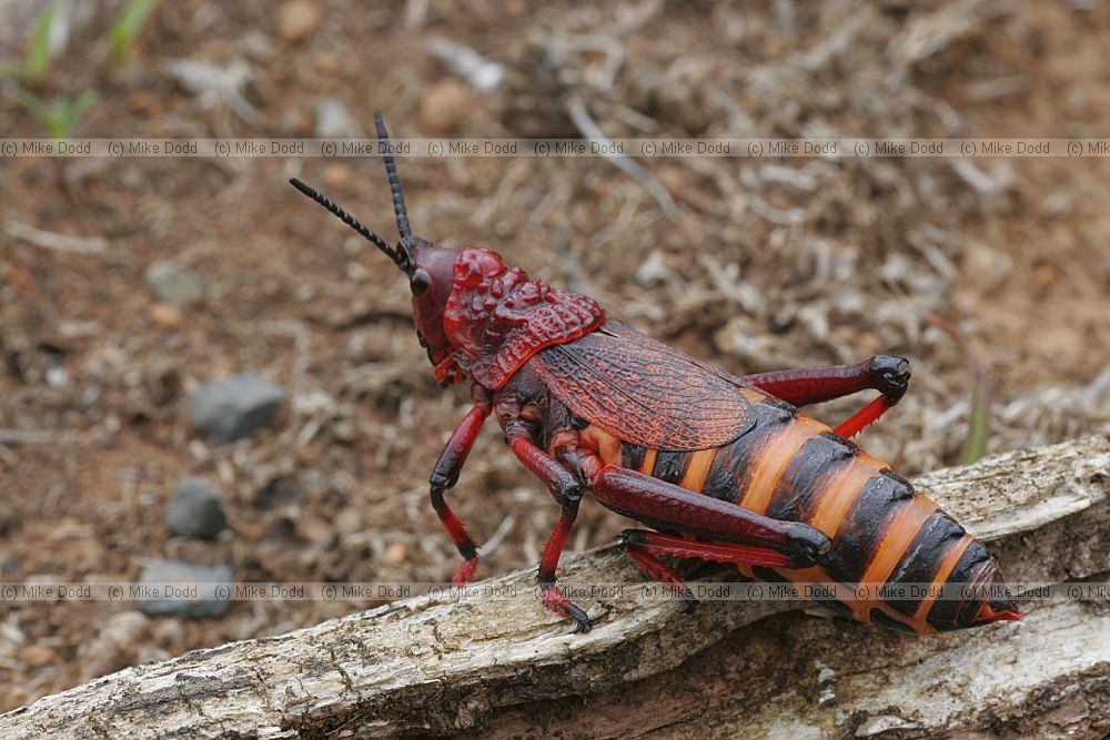 Phymateus morbillosus a Pyrgomorphid grasshopper bright warning colours warn predators that it is poisonous