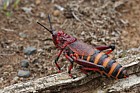 Phymateus morbillosus a Pyrgomorphid grasshopper bright warning colours warn predators that it is poisonous