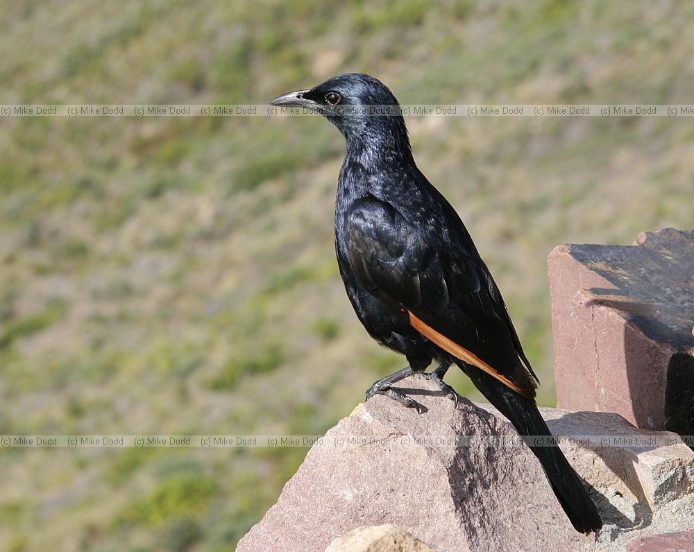 Redwing starling Onychognathus morio