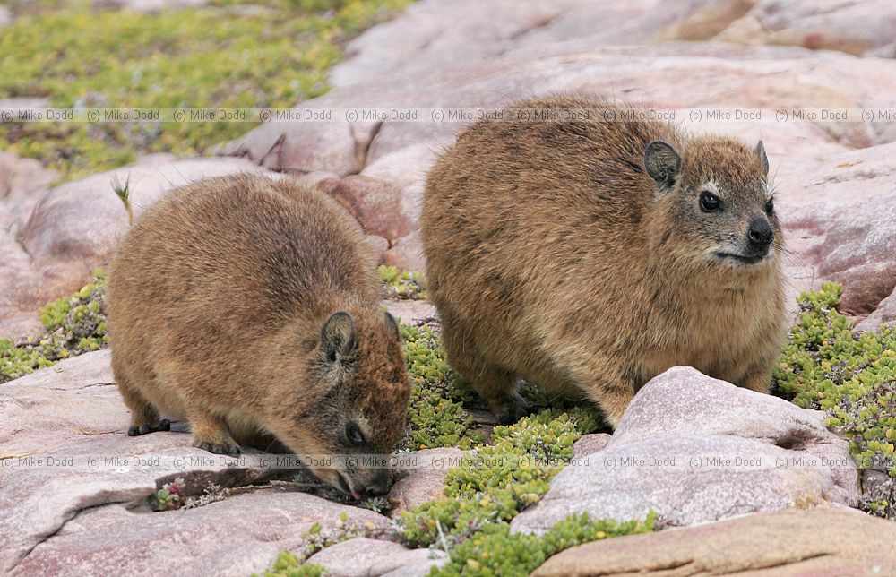 Rock Dassie Procavia capensis