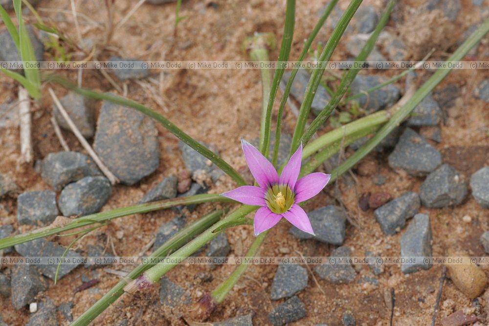 Romulea sp.