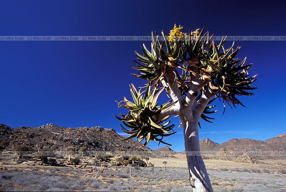 Aloe dichotoma Geogap