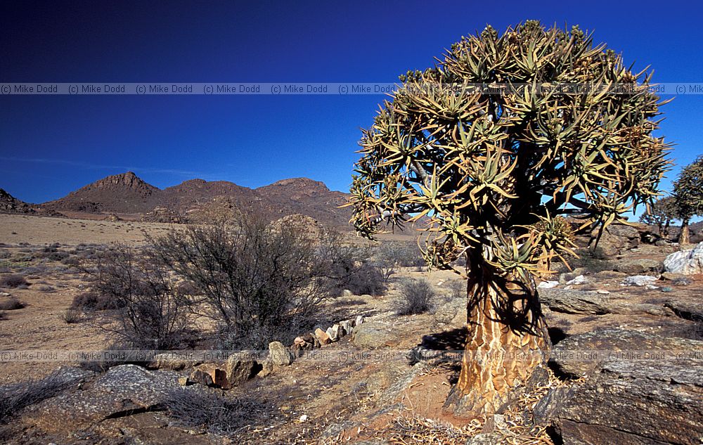 Aloe dichotoma Geogap