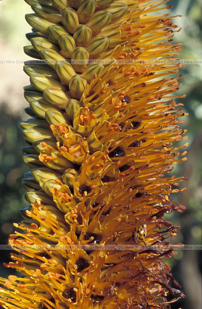 Aloe sp at Stellenbosch botanic garden