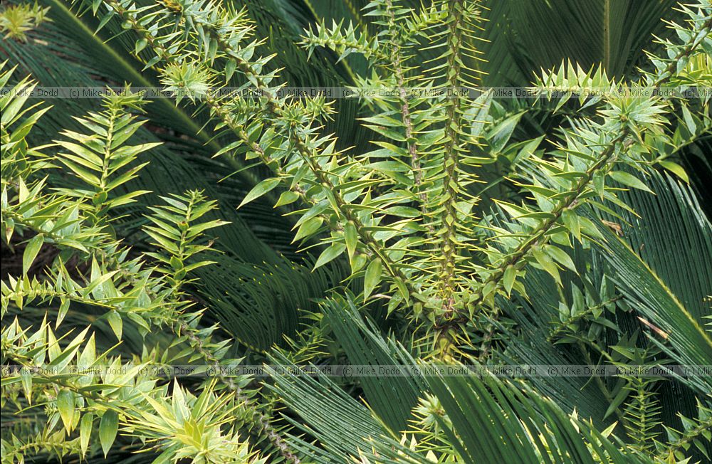 Araucaria bidwillii and Cycas revoluta at Kirstenbosch botanic garden Cape town