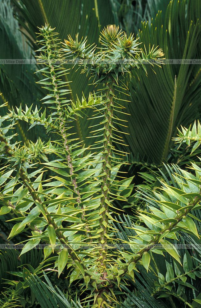 Araucaria bidwillii at Kirstenbosch botanic garden Cape Town