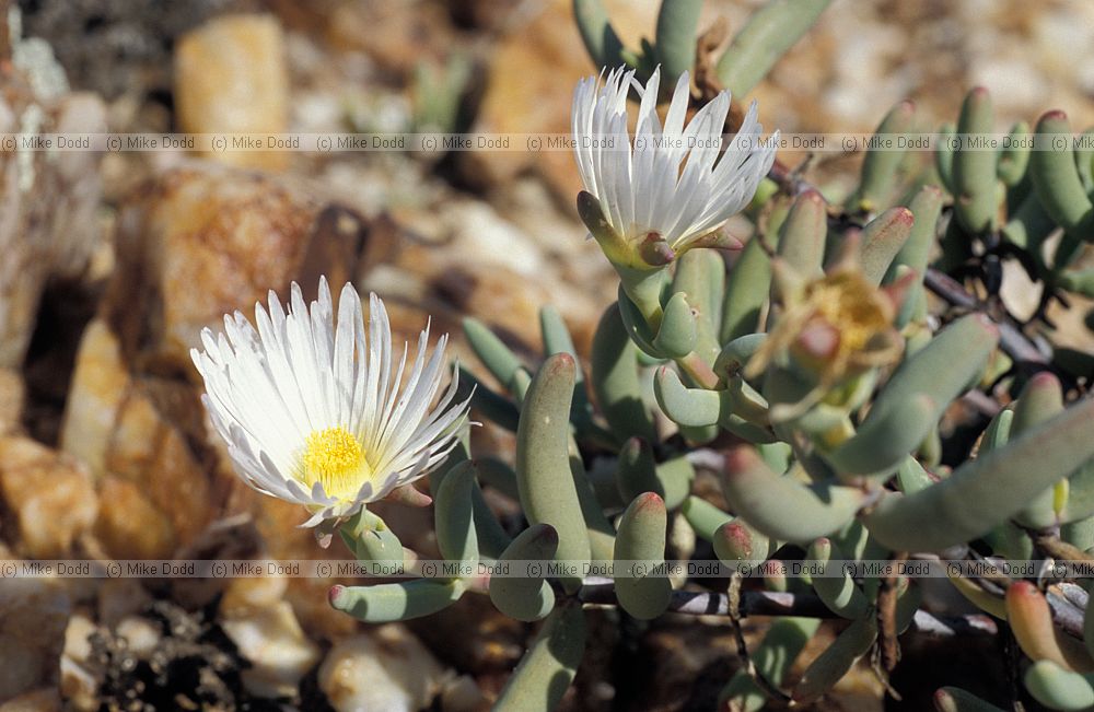 Argyroderma at Quaggaskop Karoo desert