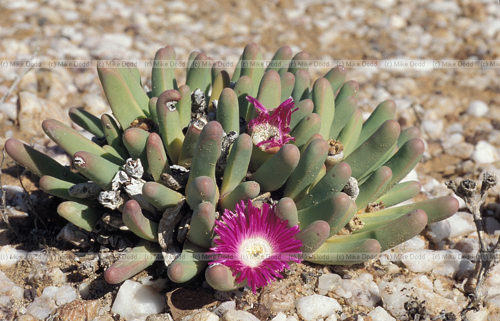 Argyroderma at Quaggaskop Karoo desert