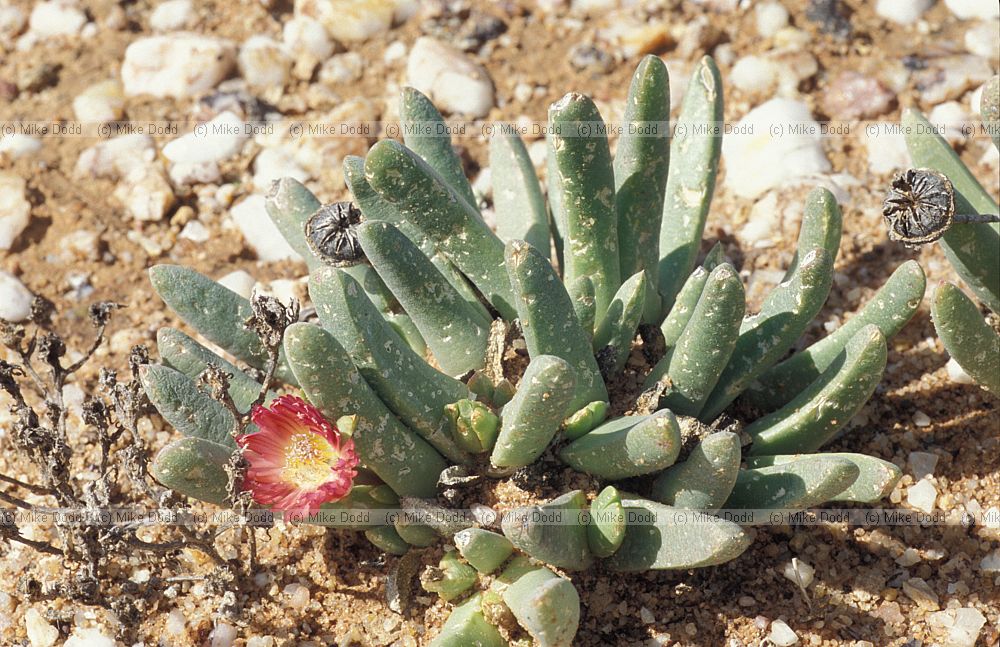 Argyroderma at Quaggaskop Karoo desert