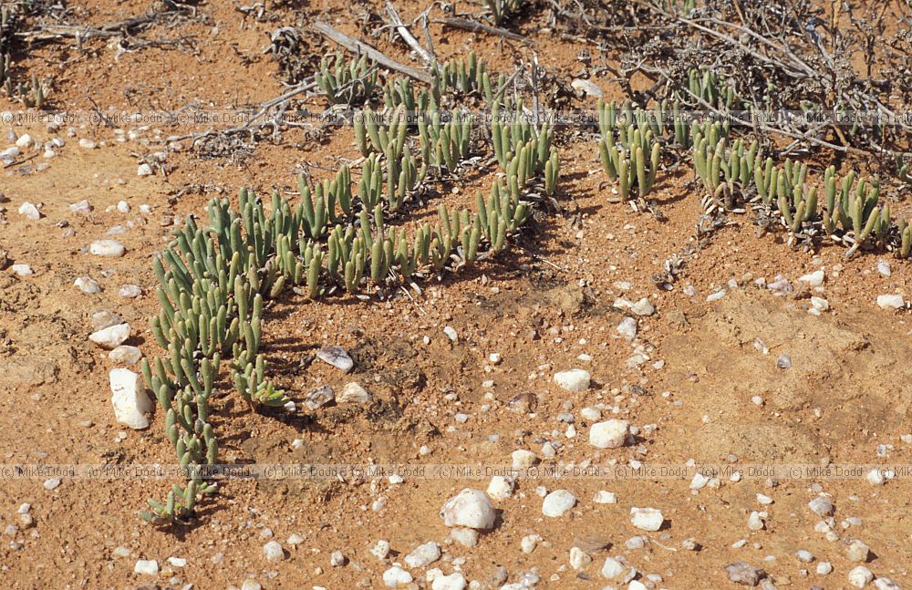 Argyroderma at Quaggaskop Karoo desert