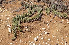 Argyroderma at Quaggaskop Karoo desert