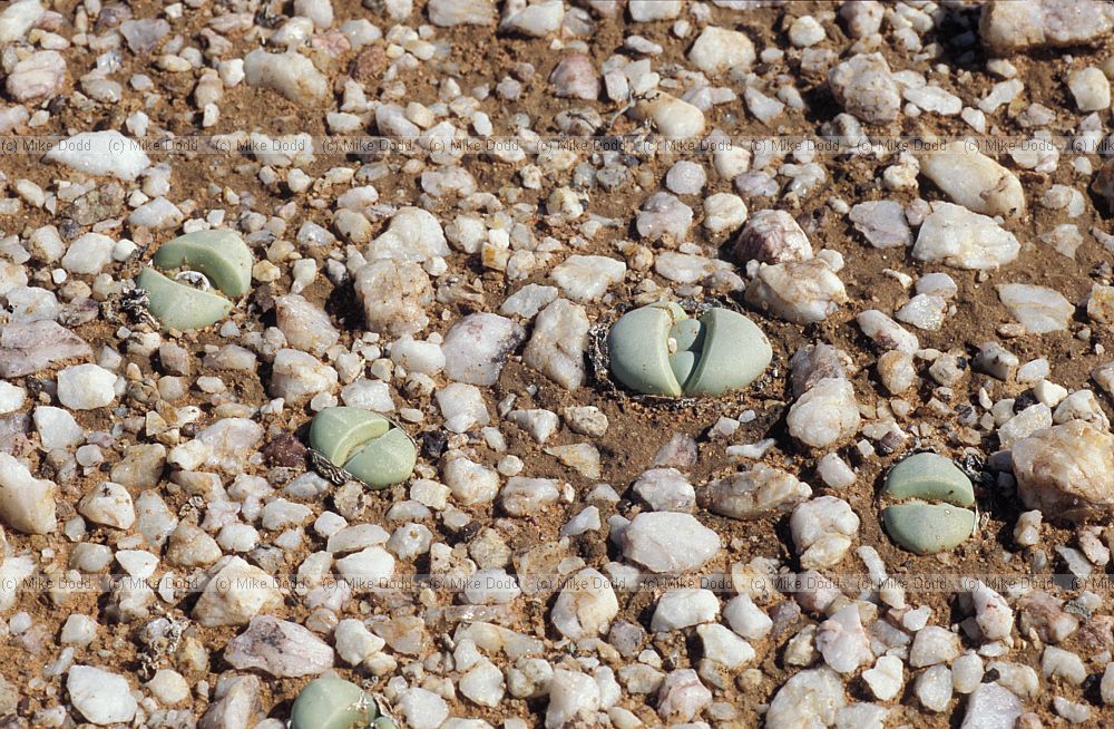 Argyroderma Quaggaskop Karoo desert