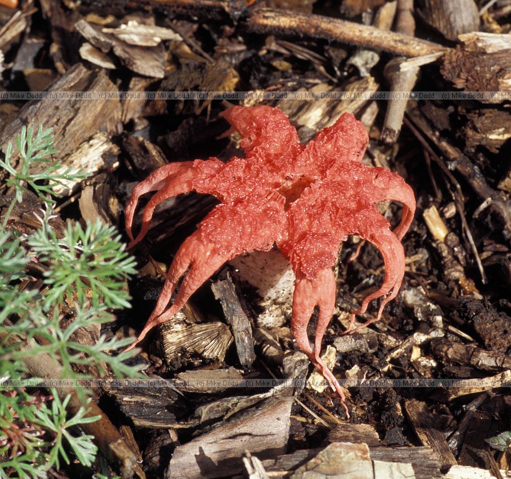 Aseroe sp fungus at Kirstenbosch botanic garden Cape town