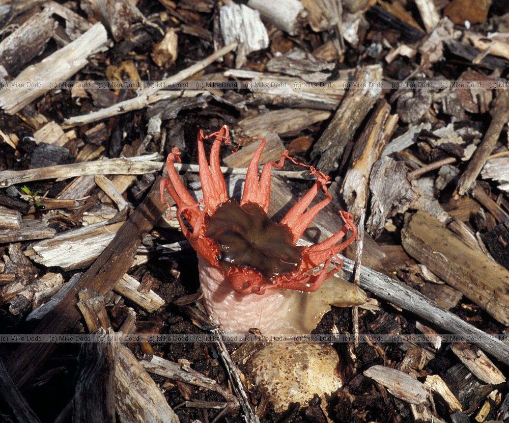 Aseroe sp fungus at Kirstenbosch botanic garden Cape town