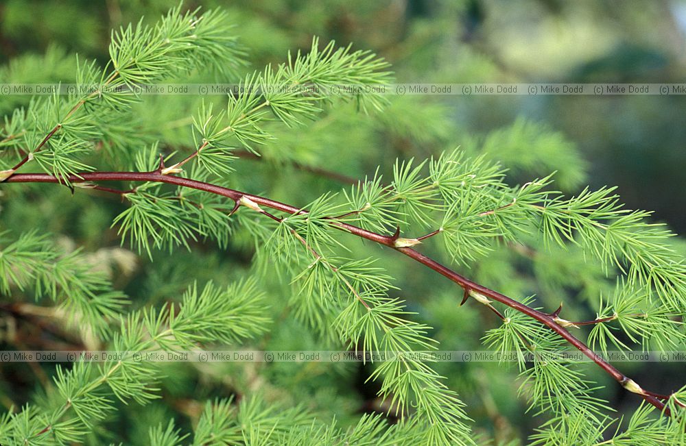 Asparagus rubicundus near Kirstenbosch Cape Town