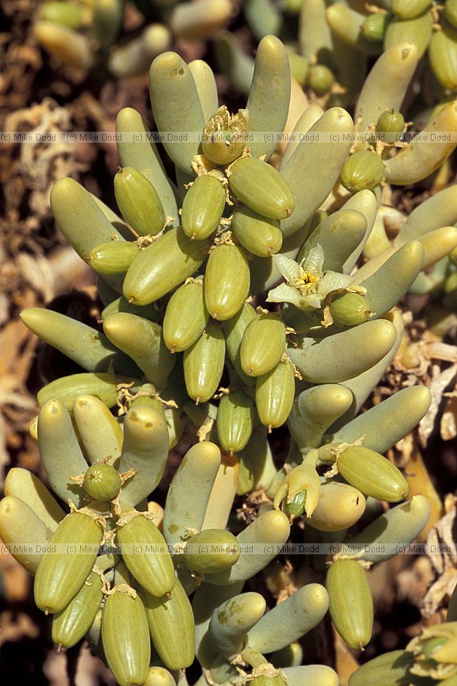 Augea capensis Zygophyllaceae plant near Pofaader