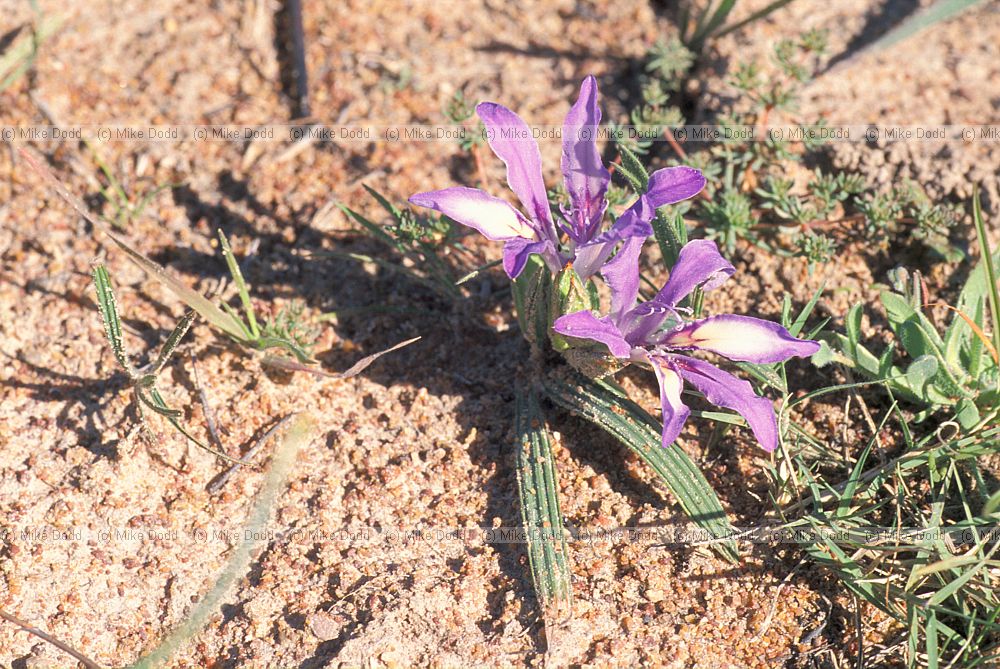 Babiana sp at Darling