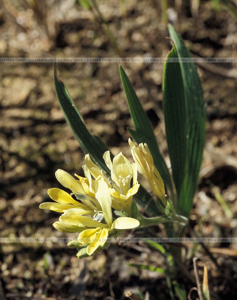 Babiana odorata at Malmesbury