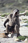 Baboon male cape point